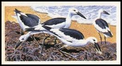 20 Crab Plover